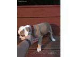 Olde English Bulldogge Puppy for sale in Villa Rica, GA, USA