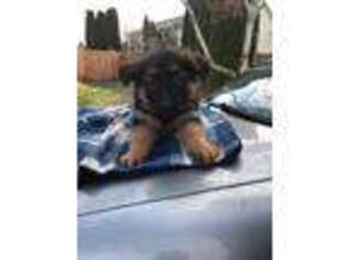German Shepherd Dog Puppy for sale in Troutdale, OR, USA