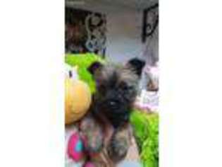Cairn Terrier Puppy for sale in Minonk, IL, USA