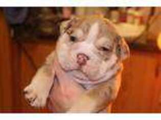 Bulldog Puppy for sale in Asheville, NC, USA