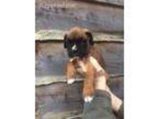 Boxer Puppy for sale in Glenfield, NY, USA