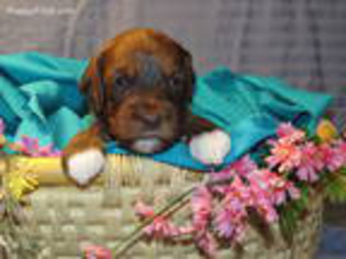 Cock-A-Poo Puppy for sale in Quakertown, PA, USA