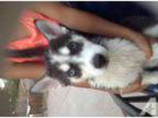 Siberian Husky Puppy for sale in STOCKTON, CA, USA