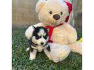 Siberian Husky Puppy for sale in Colton, CA, USA