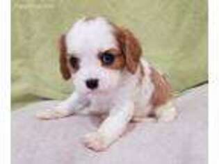 Cavalier King Charles Spaniel Puppy for sale in California, MO, USA