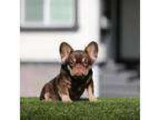French Bulldog Puppy for sale in Hacienda Heights, CA, USA
