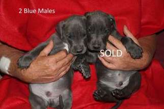 Great Dane Puppy for sale in Leland, NC, USA