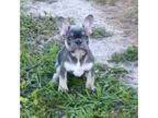 French Bulldog Puppy for sale in New Smyrna Beach, FL, USA