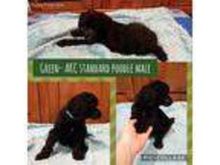 Mutt Puppy for sale in Crestview, FL, USA