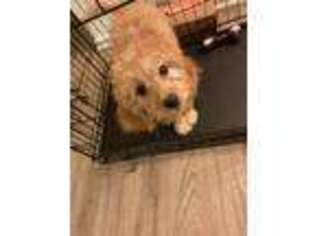 Labradoodle Puppy for sale in West Bloomfield, MI, USA