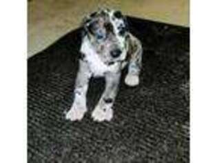 Great Dane Puppy for sale in Palmyra, NY, USA