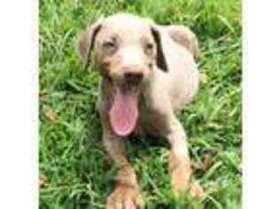 Doberman Pinscher Puppy for sale in Bluford, IL, USA