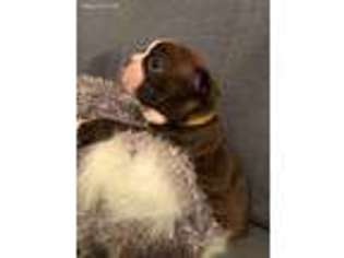 Boston Terrier Puppy for sale in Cumming, GA, USA