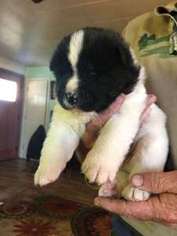 Akita Puppy for sale in Dallesport, WA, USA