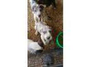 Great Dane Puppy for sale in Caro, MI, USA