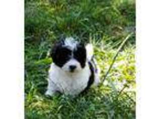 Poovanese Puppy for sale in Buckingham, VA, USA