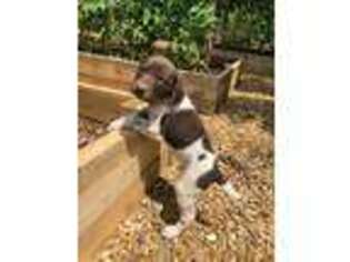 German Shorthaired Pointer Puppy for sale in Knoxville, TN, USA