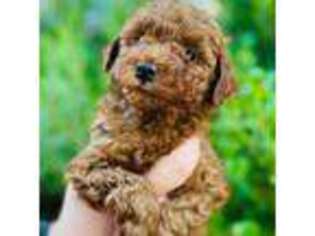 Mutt Puppy for sale in Spring Branch, TX, USA