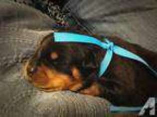 Rottweiler Puppy for sale in EL PASO, TX, USA