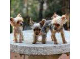 Yorkshire Terrier Puppy for sale in Santa Barbara, CA, USA