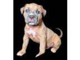 Mutt Puppy for sale in Jersey City, NJ, USA