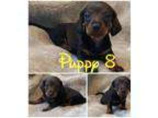 Dachshund Puppy for sale in Elk River, MN, USA