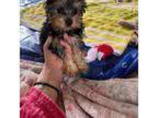 Yorkshire Terrier Puppy for sale in Hudson, NH, USA