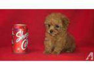 Mutt Puppy for sale in WOODLAND, CA, USA