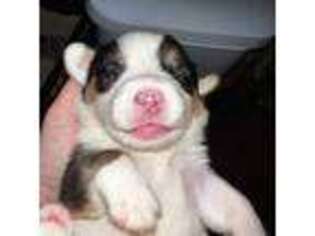 Cardigan Welsh Corgi Puppy for sale in Wapakoneta, OH, USA