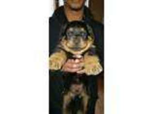 Rottweiler Puppy for sale in Harvey, IL, USA