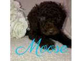 Labradoodle Puppy for sale in Claremore, OK, USA