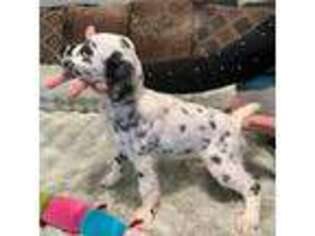 Dalmatian Puppy for sale in Missouri City, TX, USA