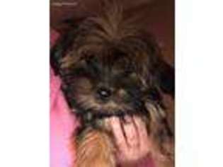 Shorkie Tzu Puppy for sale in Columbia, KY, USA