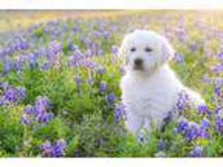 Golden Retriever Puppy for sale in Brookshire, TX, USA