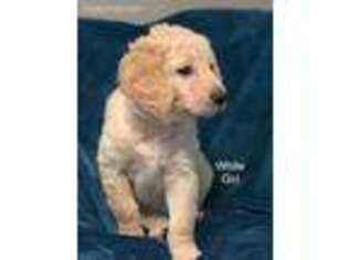 Goldendoodle Puppy for sale in Fort Washington, MD, USA