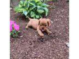 Cavalier King Charles Spaniel Puppy for sale in Elkhart, IN, USA