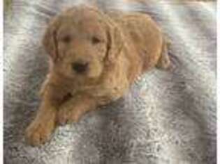 Goldendoodle Puppy for sale in Lancaster, MO, USA