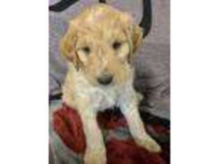 Goldendoodle Puppy for sale in Bastian, VA, USA