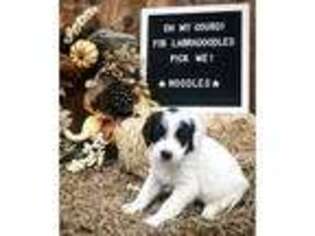 Labradoodle Puppy for sale in Bainbridge, GA, USA