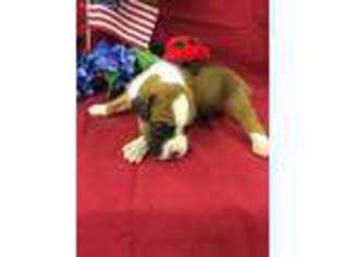 Boxer Puppy for sale in Lumberton, NC, USA