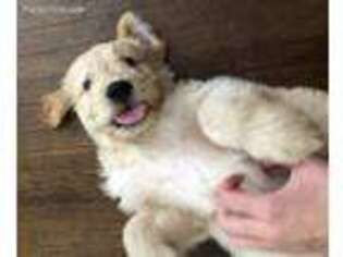 Goldendoodle Puppy for sale in Long Beach, CA, USA