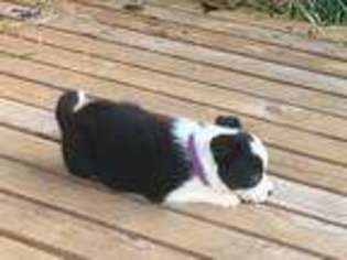 Border Collie Puppy for sale in Delavan, WI, USA