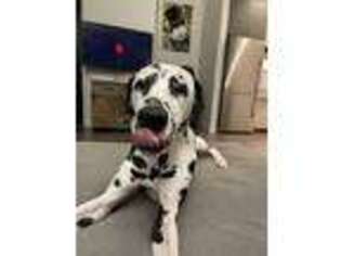 Dalmatian Puppy for sale in Chicago, IL, USA