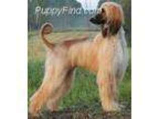 Afghan Hound Puppy for sale in Los Angeles, CA, USA