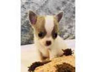 Chihuahua Puppy for sale in Corpus Christi, TX, USA