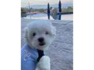 Maltese Puppy for sale in Escondido, CA, USA