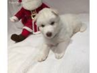 Siberian Husky Puppy for sale in Burtrum, MN, USA