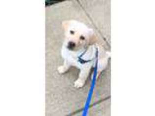 Labrador Retriever Puppy for sale in Laurel, MD, USA