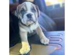 Bulldog Puppy for sale in Warrenton, VA, USA