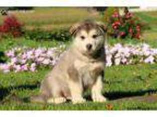 Alaskan Malamute Puppy for sale in Morgantown, PA, USA